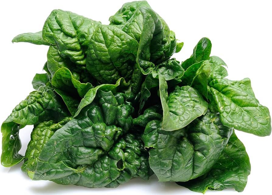 Bloomsdale Spinach Spinacia oleracea for planting in urban garden